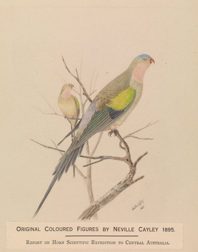 Princess Parrot, Polytelis alexandrae by Neville HP Cayley